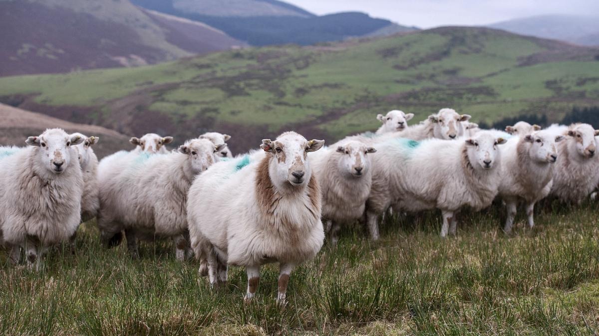 Greenwashing threatens Welsh farms | News | The Times
